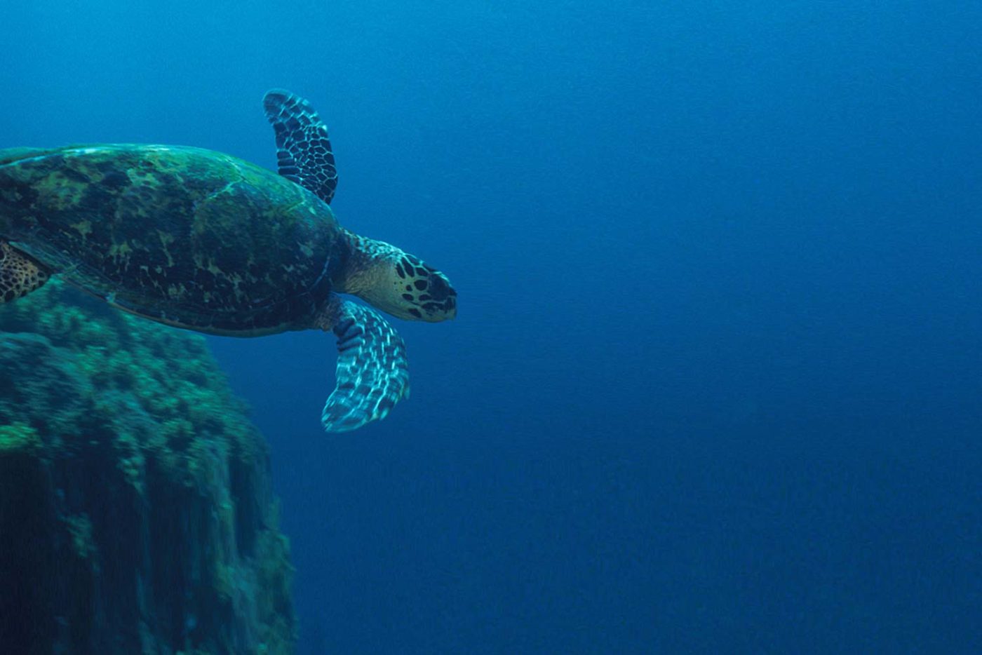 Turtle at Amazon Reef
